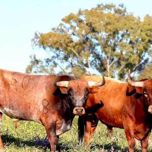 Visita ganadería Miura