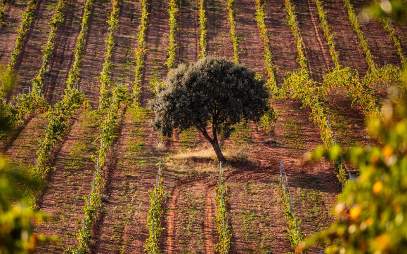 Vista de encina del viñedo Pago de los Capellanes en la Ribera del Duero