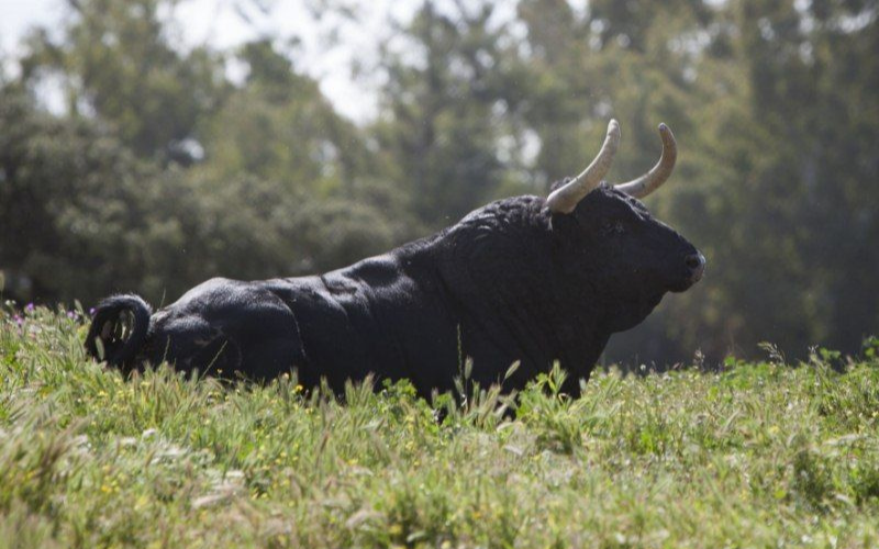 Toro bravo en la finca de Don Juan Pedro Domecq en Sevilla