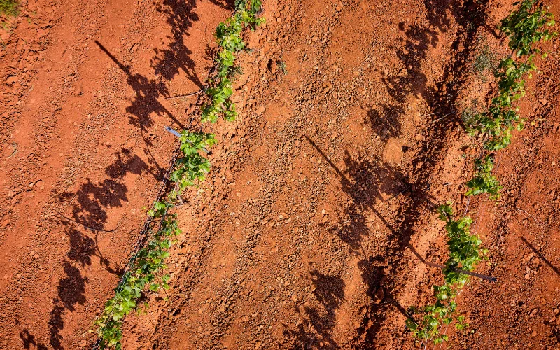 Doce Caminos bajo el mismo cielo