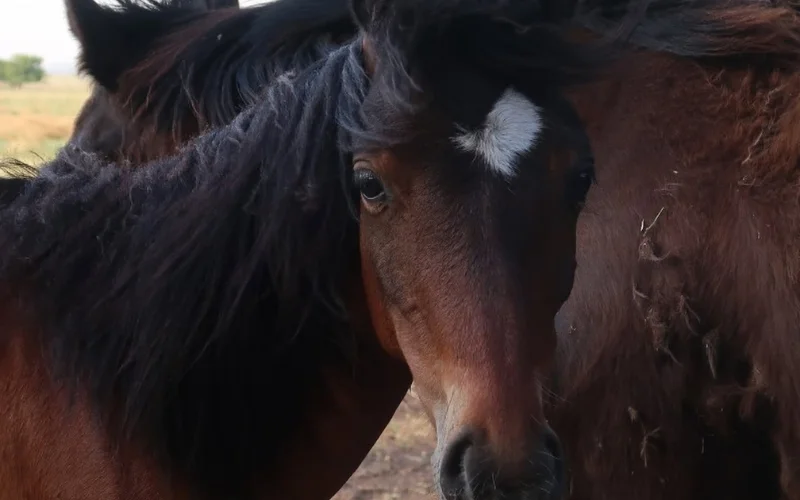 Caballos en libertad en Valle de Juarros