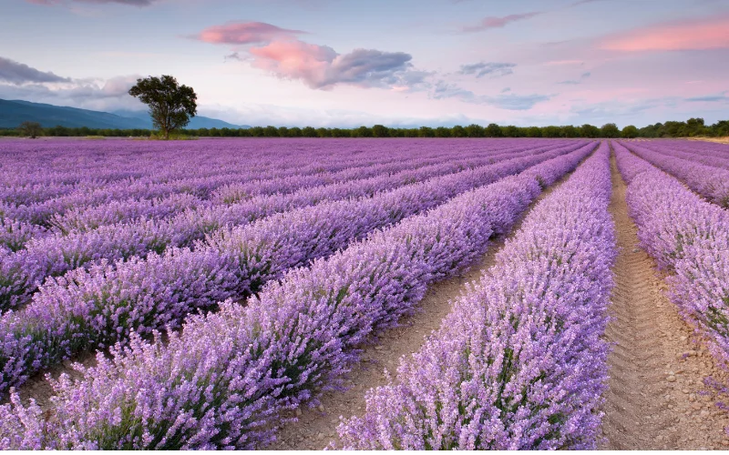 Vista de campos con lavanda