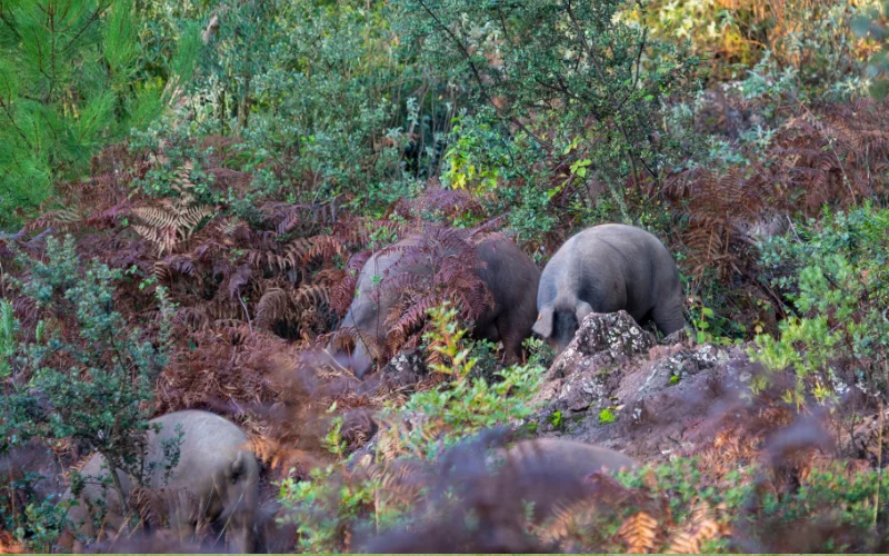 Animales en el Parque Natural de Aracena