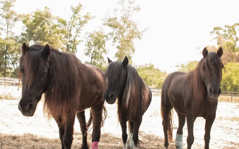 Caballos en Libertad en San Adrian de Juarros