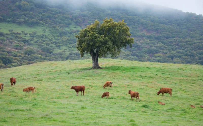 Práctica de senderismo en Parque Natural de Aracena