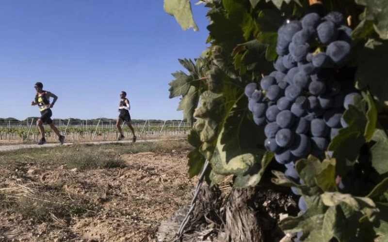 Corredor cerca de un viñedo en el Ribera Run Experience en Peñafiel