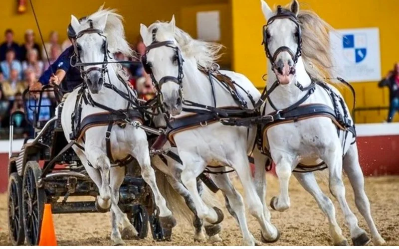 Visita guiada yeguada Cartuja los Sábados
