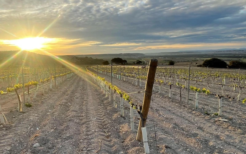 Viñedos de Lubiano Dominio en Pesquera de Duero