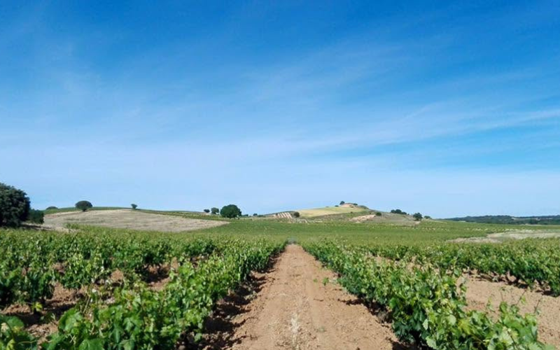Vistas de viñedos en La Horra en la Ribera Burgalesa 