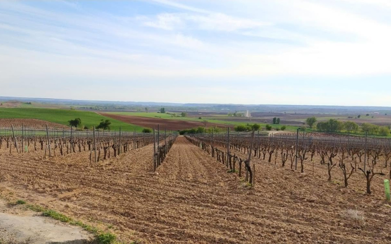 Vista diurna de viñedos en La Horra 