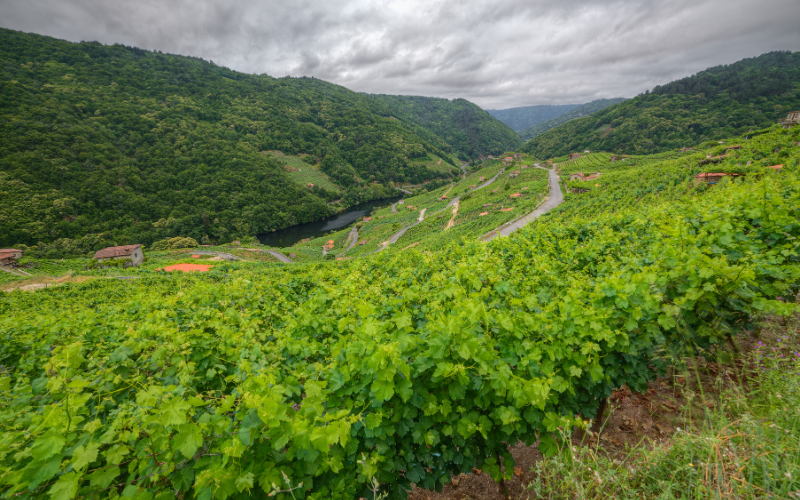 Imagen verde de la Ribeira Sacra