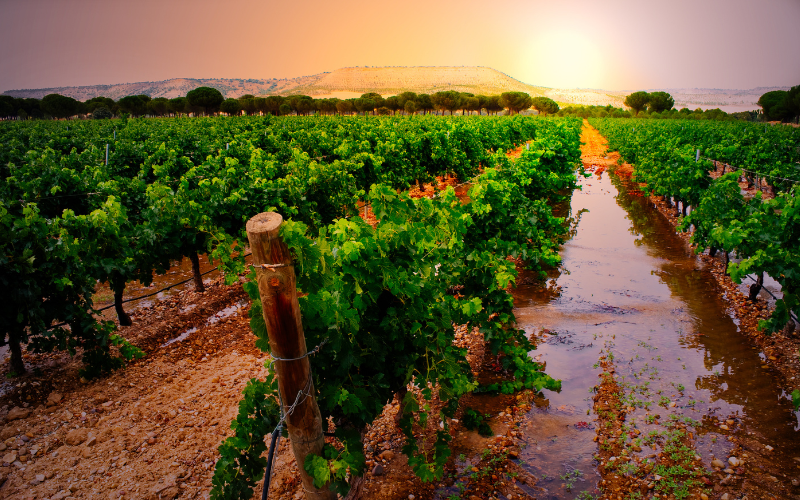 Imagen de viñedos en la Ribera del Duero