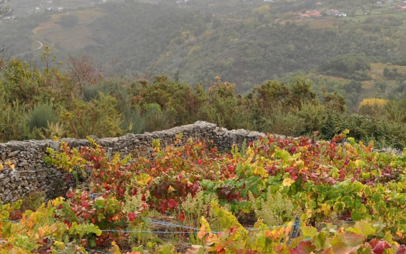 A caída da Folla en Ribeiria Sacra 2026
