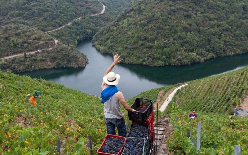 Recogida de uvas en la Ribiera Sacra