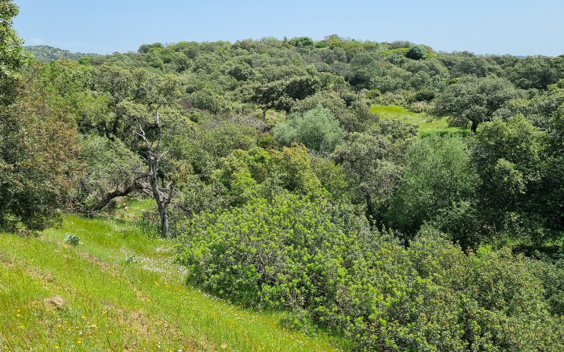 Encinas en el parque Natural de Cardeña