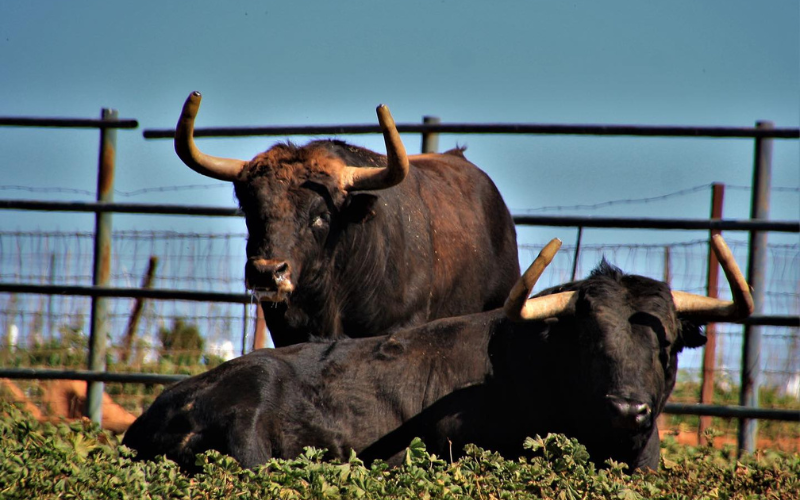 Toros en las instalaciones de la Finca Jandilla en Extremadura