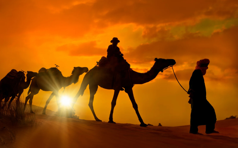 Camellos en la excursión al desierto de Zagora desde Marrakech