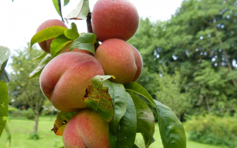 Melocotoneros en Navaluenga en Abril