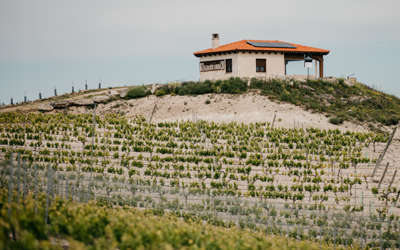 Vista de Finca de Monteabellón en Nava de Roa