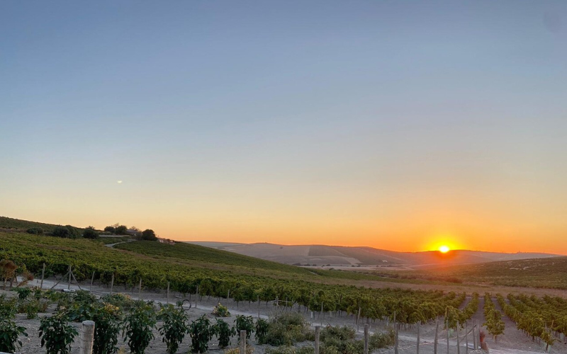 Visita guiada viñedos Jerez de La Frontera